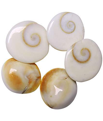 Original Gomati Chakra  for Lakshmi Pooja, Wealth, Luck