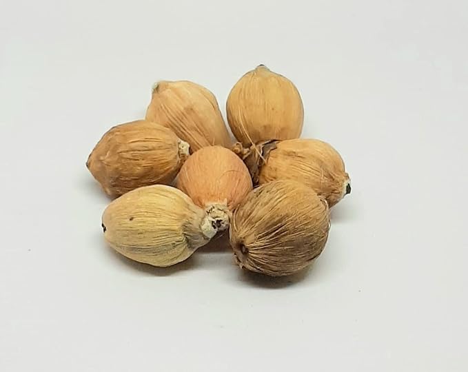 Original Laghu Shrifal/ Nariyal