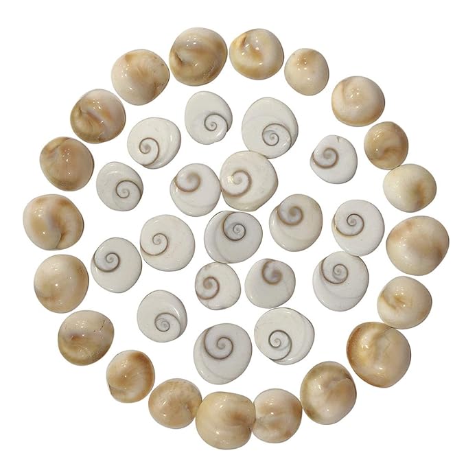 Original Gomati Chakra  for Lakshmi Pooja, Wealth, Luck