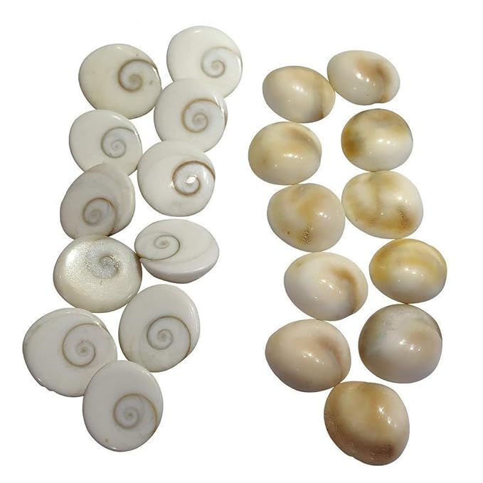 Original Gomati Chakra  for Lakshmi Pooja, Wealth, Luck