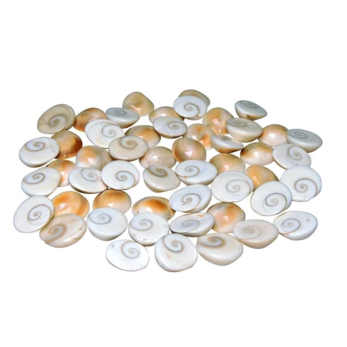 Original Gomati Chakra  for Lakshmi Pooja, Wealth, Luck