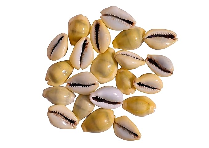 Original Pili kodi